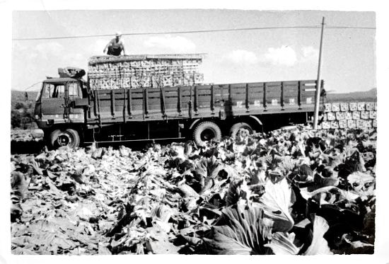 野菜の積み込み